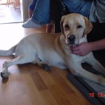 Bild: Ledarhunden Teodor, gul labrador retreiver