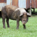 bild: en gris i Nicaragua